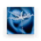 PhotoAtelier AileのBlueRose Drop(151029-1) Acrylic Block