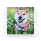 shibainu_rocoの柴犬ロコ アクリルブロック