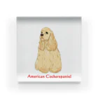 Saori  BTのAmerican Cockerspaniel Buff アクリルブロック