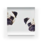 Nicopain_pugのにこが２こ Acrylic Block