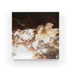 mana_naの桜と夕日 Acrylic Block