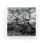 moriyamaのtree Acrylic Block