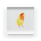 まめるりはことりのコザクラインコ　おすましルチノー【まめるりはことり】 Acrylic Block