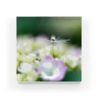 PhotoAtelier Aileのangel of hydrangea 170603 Acrylic Block