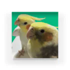 もんも09🐥🐥のオカメインコのかおるくんとひびきくん アクリルブロック