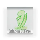 天使のやすらぎのDarlingtonia Californica アクリルブロック