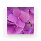 nyonyum☻の紫陽花。 アクリルブロック