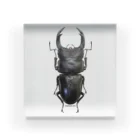 insectech.comのオオクワガタ アクリルブロック