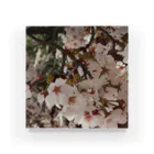 hiroki-naraの桜　サクラ　cherry blossom DATA_P_152　春　spring Acrylic Block