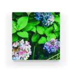 じぇり子の紫陽花 Acrylic Block