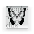 NEROのMorpho telemachus アクリルブロック