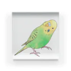 まめるりはことりの首傾げセキセイインコ　ピーちゃん【まめるりはことり】 Acrylic Block