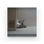 miyu_the_catのダンボールキャット(起きてる) Acrylic Block