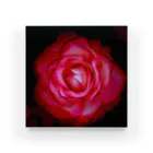 Takashi MUKAIのBlock-Photo-Rose03 Acrylic Block