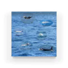 L_arctoaの船上から見た鯨類(1) アクリルブロック