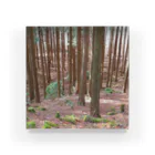 柚葉 / Yuzuha【公式】の檜の森の中。 アクリルブロック アクリルブロック