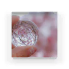 なつなみのガラス玉桜 Acrylic Block