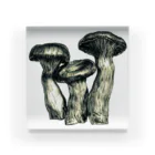 [ DDitBBD. ]のPleurotus eryngii Acrylic Block