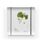 ArtShirtの Vitis: White Staminate Acrylic Block