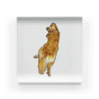 flatcoatedretrieverのgolden retriever Acrylic Block