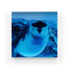 ペンギンの写真のヒゲペンギン　写真　リアル Acrylic Block