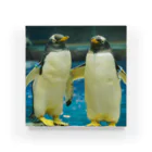 ペンギンの写真のジェンツーペンギン　写真　リアル　仲良し Acrylic Block