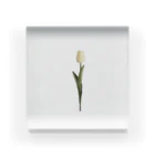 rilybiiのcream tulip Acrylic Block