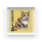 平野郷猫会議事堂の和三毛猫 Acrylic Block