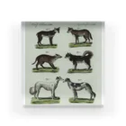 J. Jeffery Print Galleryの1802年ドイツの犬たち Acrylic Block