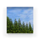 柚葉 / Yuzuha【公式】の青空と針葉樹【自主撮影写真使用】 Acrylic Block