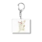 Milkoftheguineapigの白猫 Acrylic Key Chain