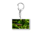 Aquarium Kindのオリジアスウォウォラエのキーホルダー Acrylic Key Chain