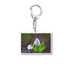 Proteaの水芭蕉 Acrylic Key Chain