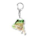 森口慶一　絵画グッズ　の色鉛筆画　『アマガエル』 Acrylic Key Chain