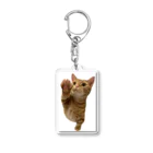 短足マンチカンのベビラテ の/iPhoneケース　猫 Acrylic Key Chain