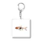 Aquarium Art_by Yamaのキーホルダー「ラスボラ・エスペイ」 Acrylic Key Chain