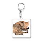 ChoboTora24の眠り猫ちゃん達 Acrylic Key Chain