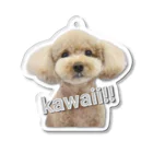 kuu※kawaii!!のトイプードルのくーちゃん アクリルキーホルダー