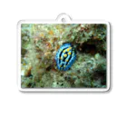 海の家のソライロイボウミウシ Phyllidia coelestis Acrylic Key Chain