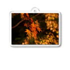 nokkccaのライトアップ紅葉 - Japanese maple(night shot) - Acrylic Key Chain