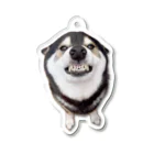 【ガルガルSHOP】柴犬大河と黒ラブ銀河の部屋の柴犬大河のガルガル・キーホルダー Acrylic Key Chain
