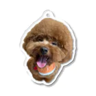 癒しわんこ🐶の全力笑顔トイプードル Acrylic Key Chain