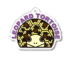 STAR TORTOISEのヒョウモンリクガメ　カラー Acrylic Key Chain