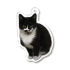 maricoの福猫　のあちゃんのアクキー Acrylic Key Chain