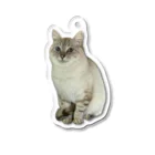 元野良猫しらたまグッズの元野良猫しらたま Acrylic Key Chain