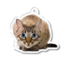 bitpiyoのねこちゃん Acrylic Key Chain