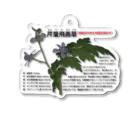 植物の絵師「洋子」の店のセリバヒエンソウ（薬草） Acrylic Key Chain