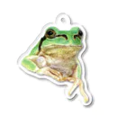 森口慶一　絵画グッズ　の色鉛筆画　『アマガエル』 Acrylic Key Chain