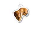 Dachshund_Pa-chanPi-chanのダックスフンドのもっちゃん Acrylic Key Chain