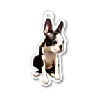 Komugi_bostonterrierのボステリのこむぎ Acrylic Key Chain